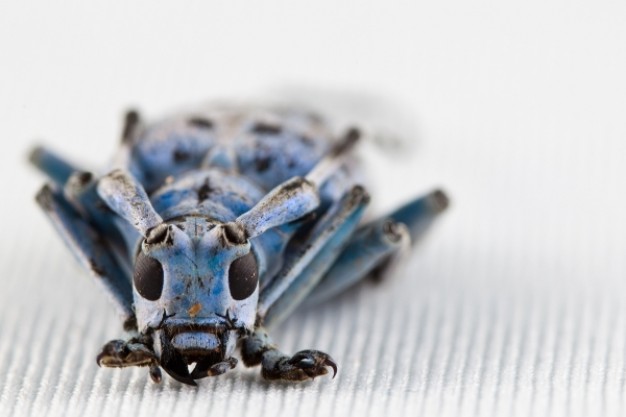 pseudomyagrus waterhousei beetle in front view