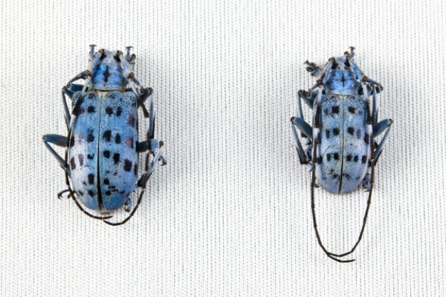 pseudomyagrus waterhousei beetle pair in top view