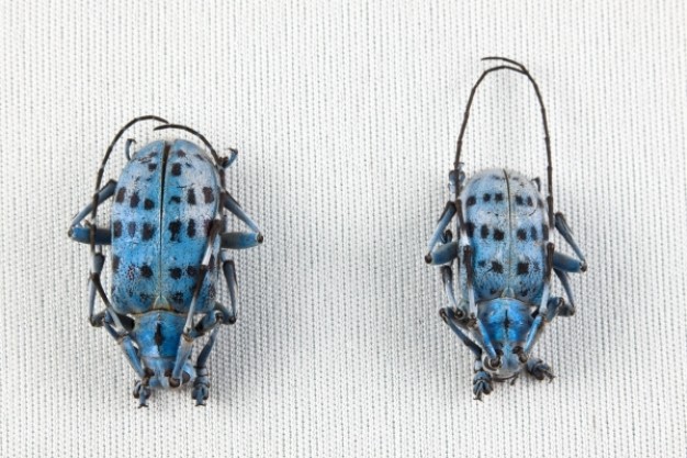 pseudomyagrus waterhousei beetle pair with blue back