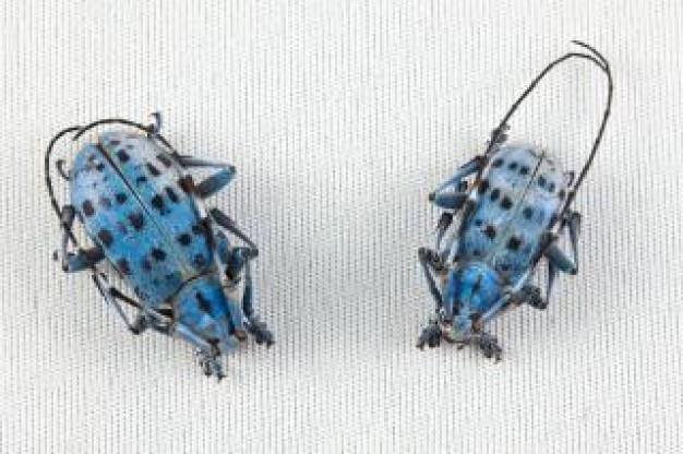 pseudomyagrus waterhousei beetles with blue back