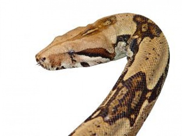 Puerto Rico boa Snake about Culebra  Puerto Rico