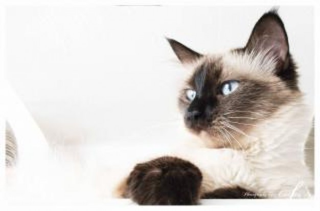 puffy cat lying at white surface close-up