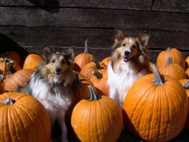 Pumpkin Halloween patch kids about Fruit and Vegetable animal