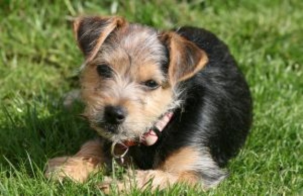 puppy on the lawn at grass