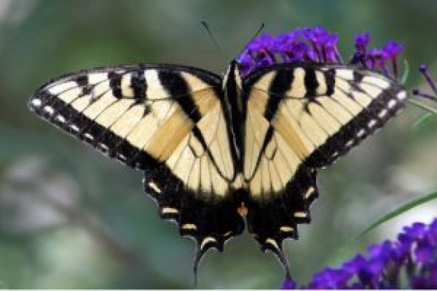 purple flowers Butterfly swallowtail Biology about Swallowtail butterfly Insecta