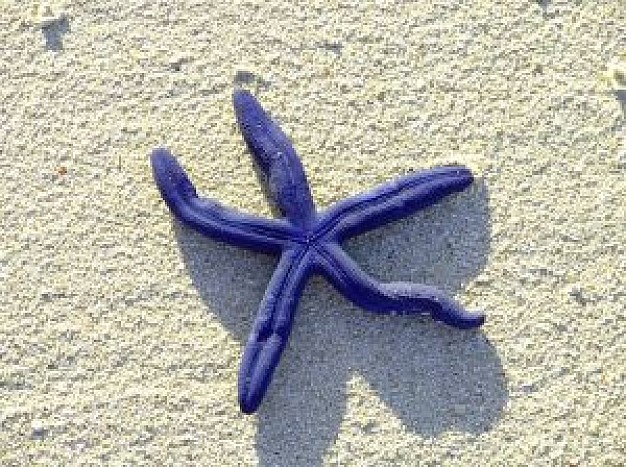 purple starfish on beach