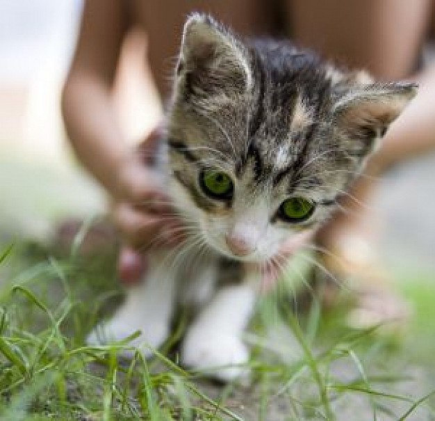 pussy cat kitty looking at grass with hand at back