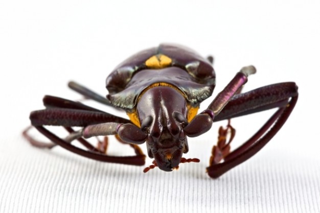 pyrodes longiceps beetle close-up in front view