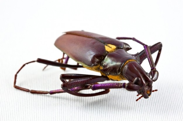 pyrodes longiceps beetle in dark rose color