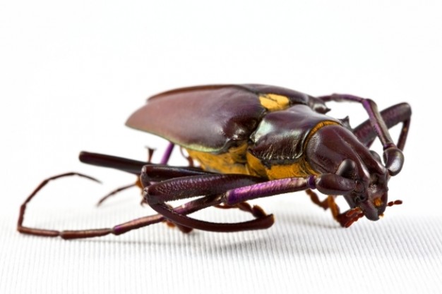 pyrodes longiceps beetle opening wings in side view