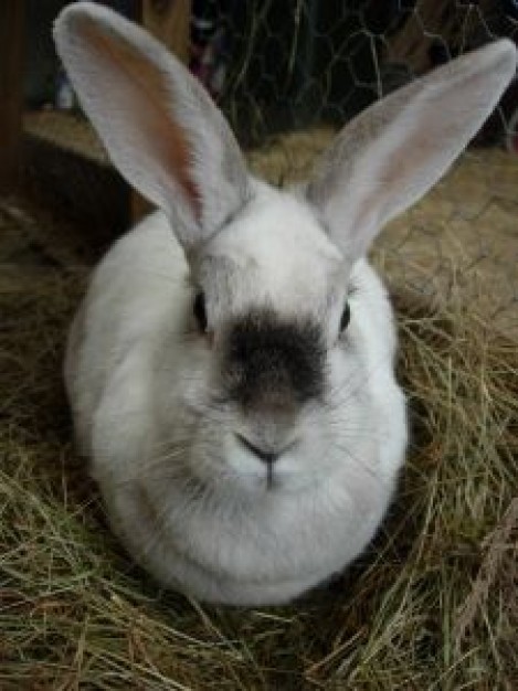 rabbit in the grass net