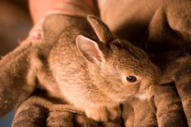 Rabbit little Pets bunny in hands about animal family