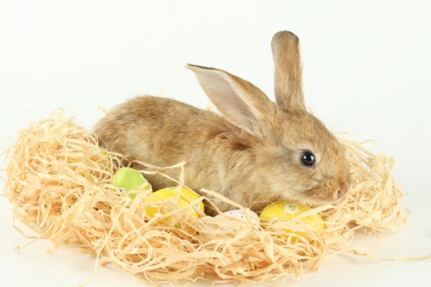 rabbit lying on the wood shavings and holidays eggs