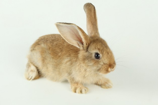 rabbit of fluffy fauna friends ears