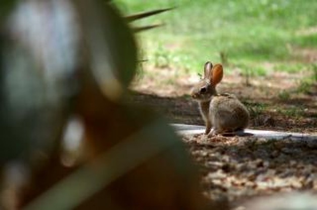 Rabbit Pets in the distance about Animal watching out