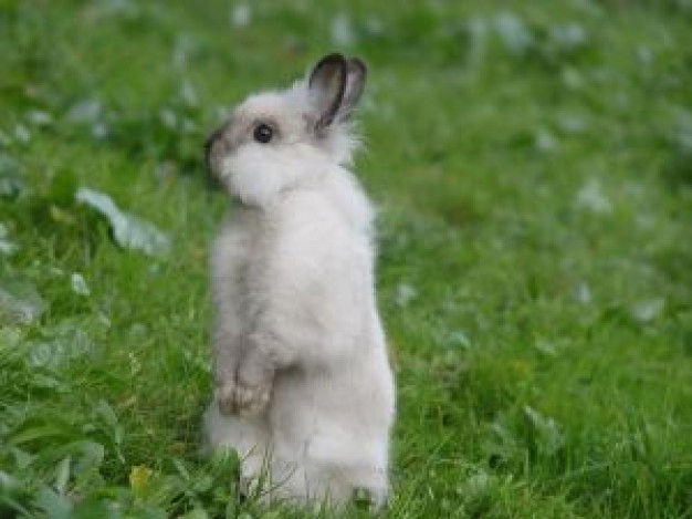 Rabbit standing in grass bubus about field animal life