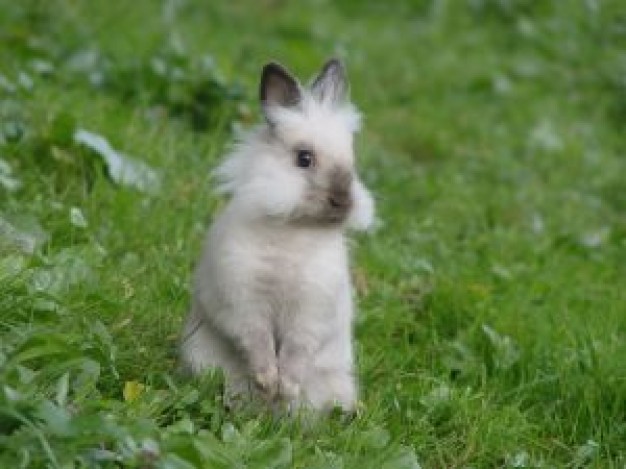 Rabbit standing on grassland bubus about Drawing Ireland