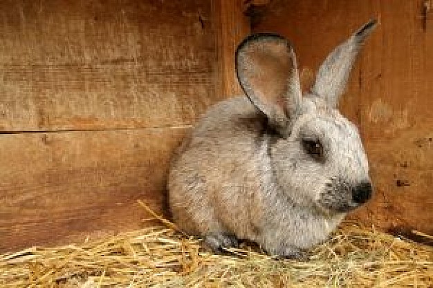 rabbits sitting in wood wall corner