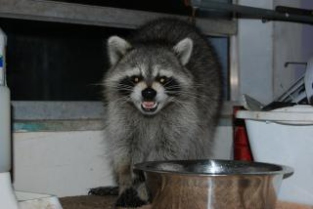 Raccoon smiling Twitter trace about Recreation kichen