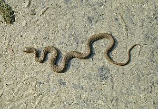 rattlesnake snake crawling over beach