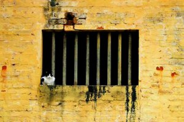 Recreation cat in jail with window about Adoption Irish whiskey