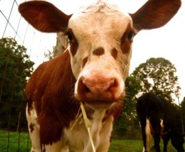 Recreation cow Chocolate showing funny expression about Animals Food