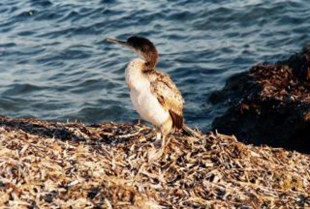 Recreation kormoran Ironside about sea life