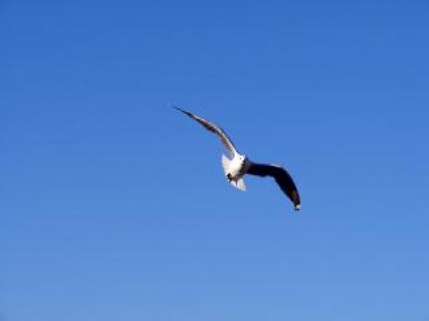 Recreation seagull in motion about Virginia Aquarium Pets