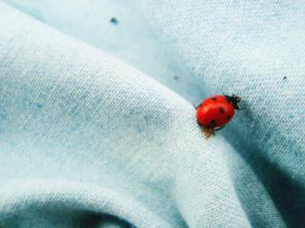 red and black dot ladybird bug crawling on dress