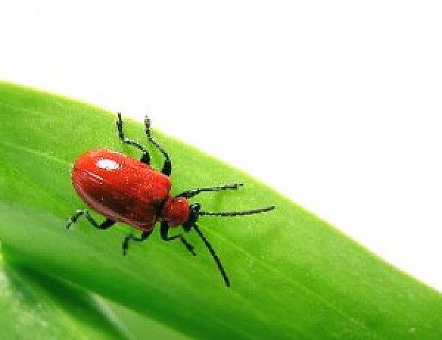 red bug crawling over green leaf