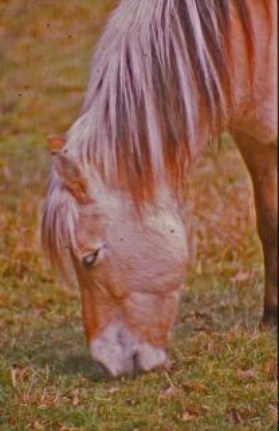 red horse eating grass in farming dark