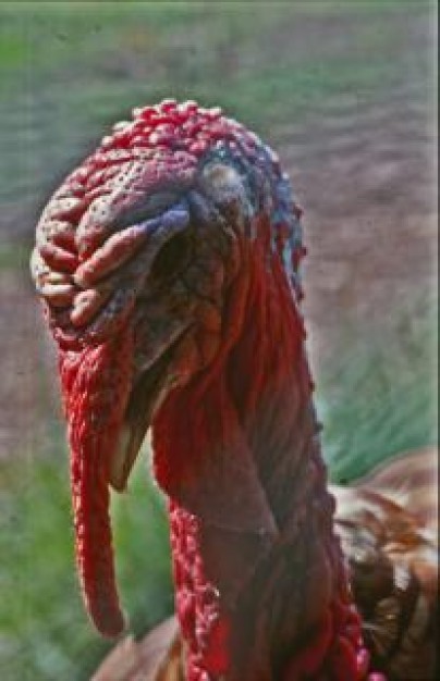red nose Domesticated turkey face about Thanksgiving animal