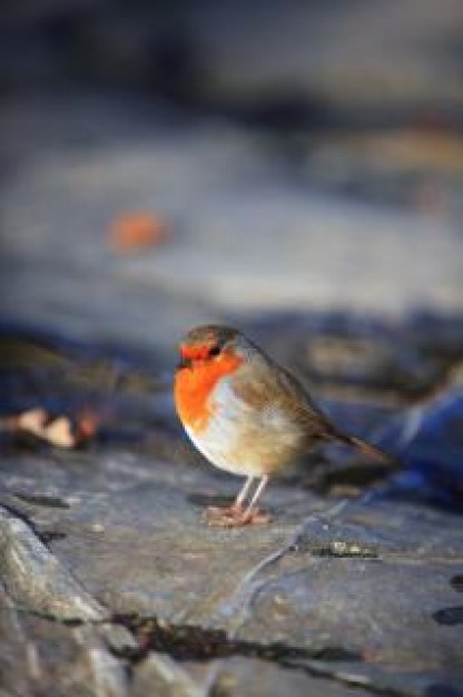 red robin sitting at stone