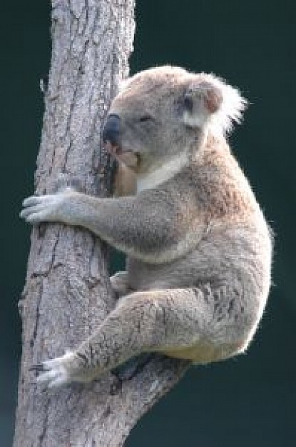 regal koala climbing at tree trunk