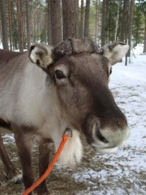 reindeer front view in lapland forest