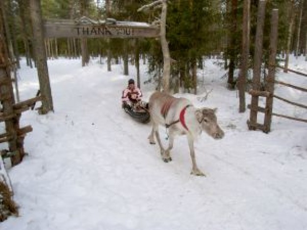 reindeer riding with people at snow in forest