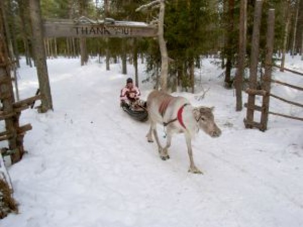 reindeer riding with people at snow in forest