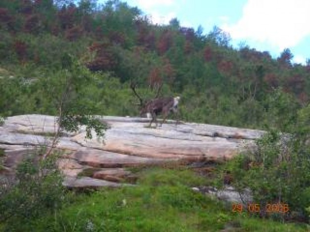 Reindeer Sami people walking over rock about Norway Lapland