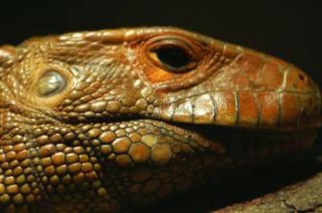 Reptile lizard reptile close-up about Pets Reptiles and Amphibians