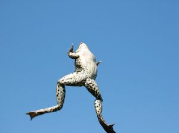 Reptiles and Amphibians frog Amphibian jumping with blue sky background