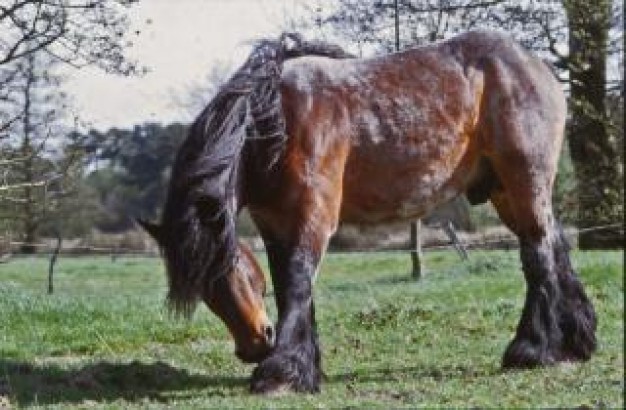 resting horse Horse landscape about realic Arts Photography