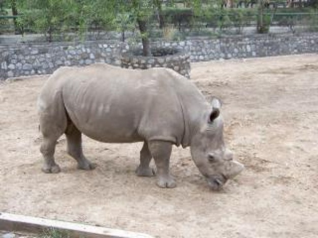 rhino body sitting at beach