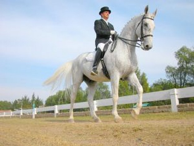 rider ride horse in farm with white bail