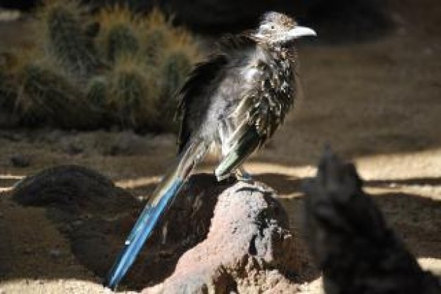 road runner stopping on earth rock