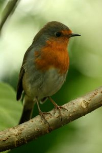 robin standing at the branch in the forest