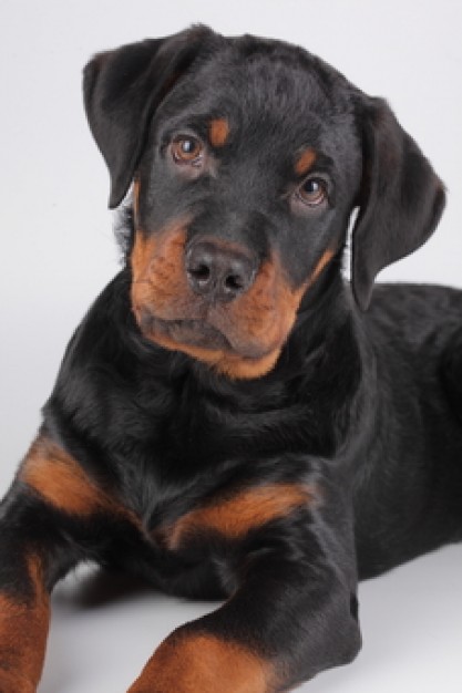 rottweilers puppy looking at you