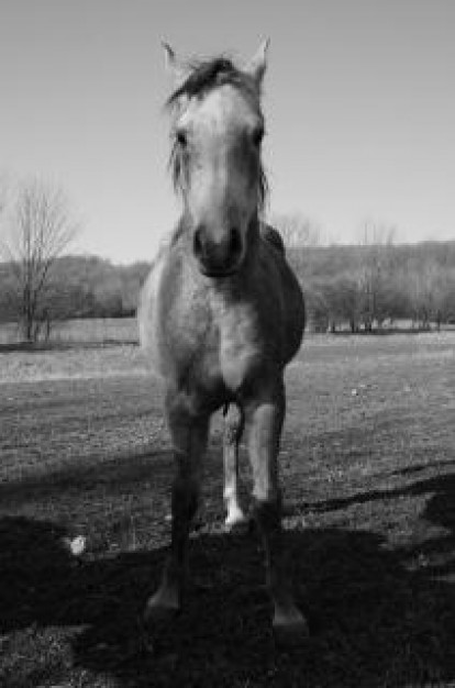 running horse about front view in black and white