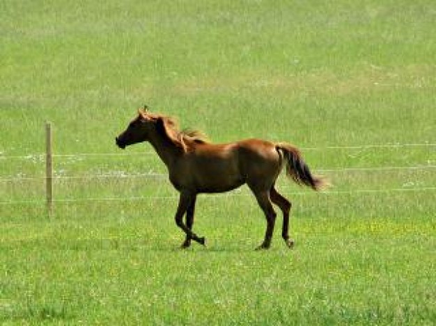 running horse animal at grassland