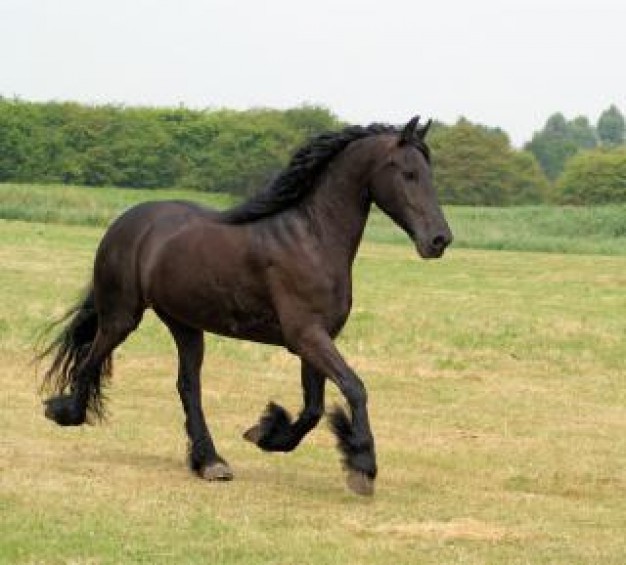 running horse in the netherlands herd in autumn grassland