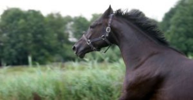 running horses on the meadow